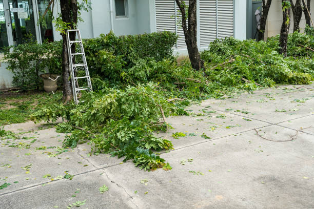 Trusted Bronte, TX Tree Removal Experts